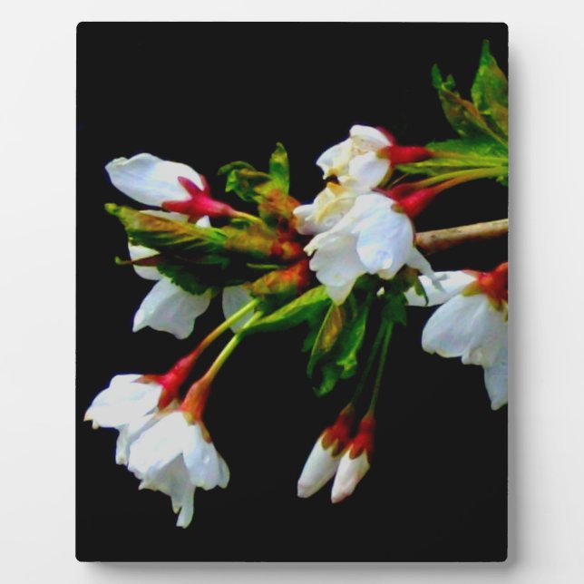 Plaque Photo Minimalist Black White flowering Cherry Blossoms (Devant)