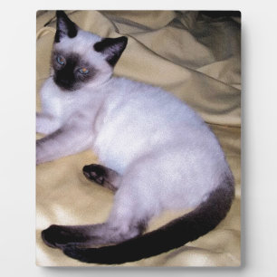Plaque Photo Minou mignon d'animal familier animal d'art de