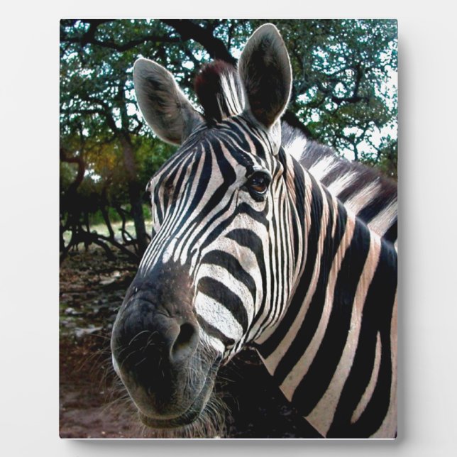 Plaque Photo Mon ami trippé (Devant)