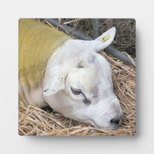 PLAQUE PHOTO MOQUETTE