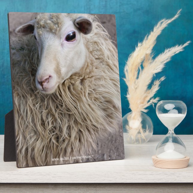 Plaque Photo Mouton drôle (Côté)