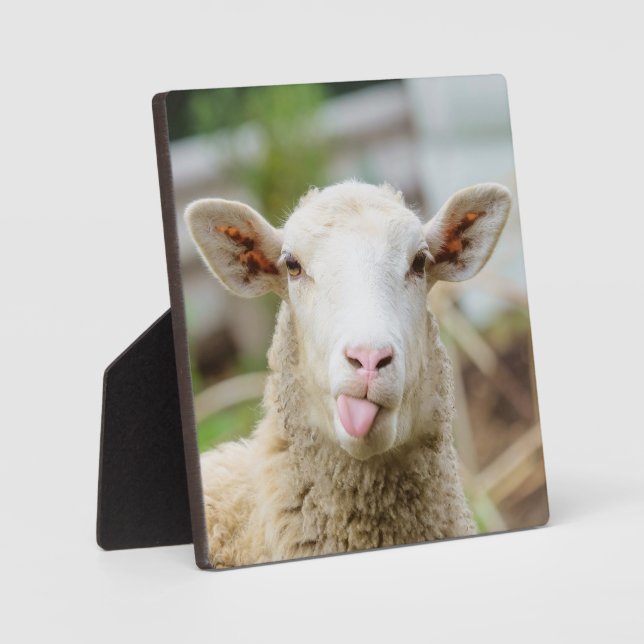 Plaque Photo Mouton montrer langue (Recto)
