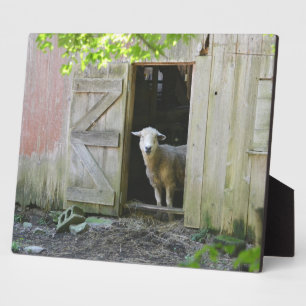 Plaque Photo Moutons adorables