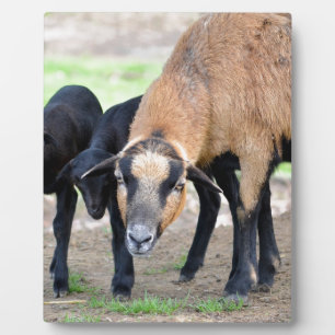 Plaque Photo Moutons au Cameroun avec agneaux
