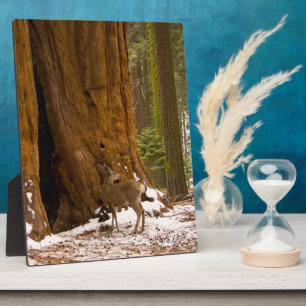 Plaque Photo Mule Deer