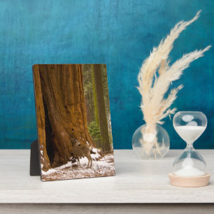 Plaque Photo Mule Deer