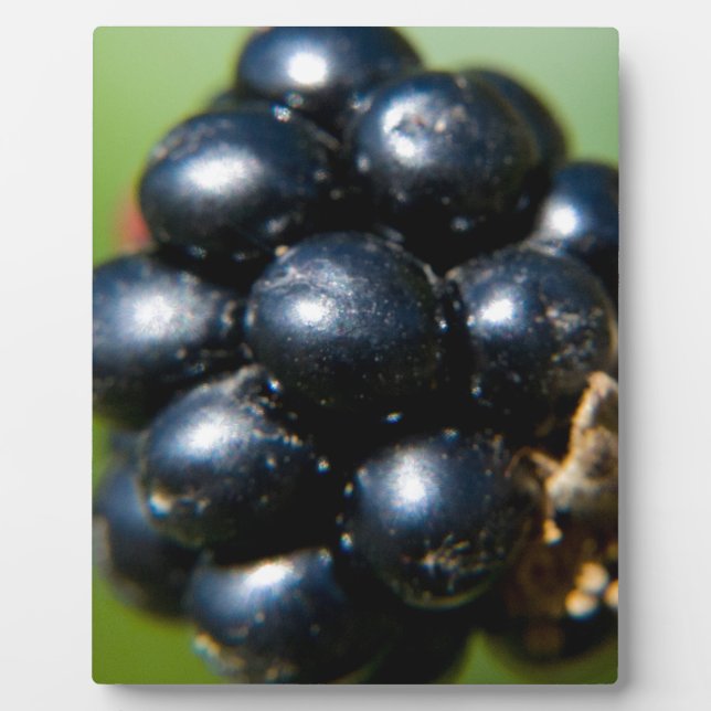 Plaque Photo Mûres (Devant)