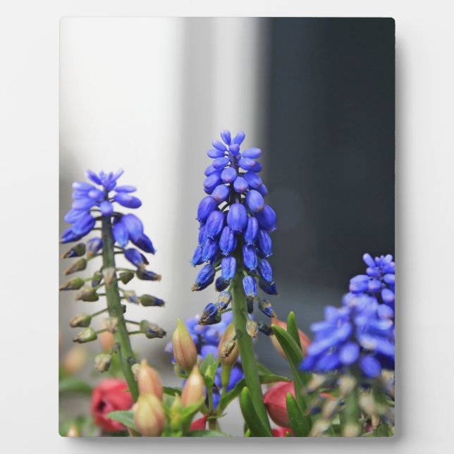Plaque Photo muscari à grappe (Devant)