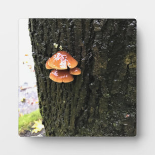 Plaque Photo Mushrooms on a tree, Oregon