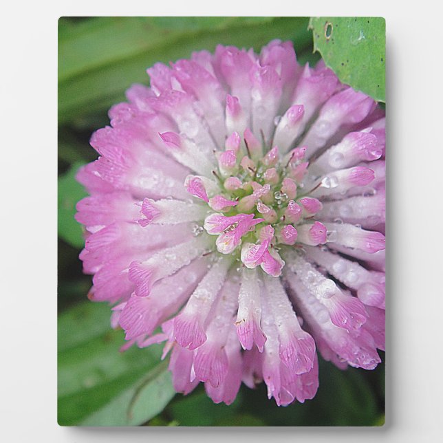 Plaque Photo Nasse rosa Kleeblüte (Devant)