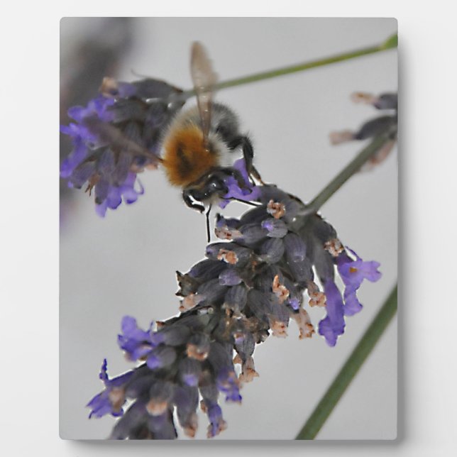 Plaque Photo Natures de merveilleux travailleurs (Devant)