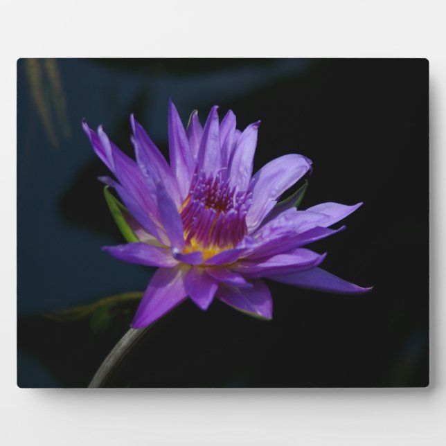 Plaque Photo Nénuphar Lotus (Devant)