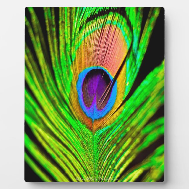 Plaque Photo Neon Colors Peacock Feather (Devant)