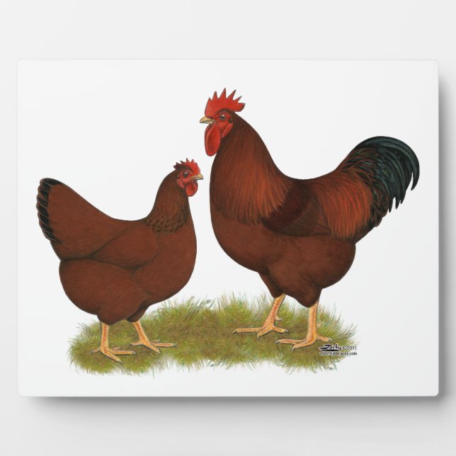 Plaque Photo New Hampshire Reds (Devant)