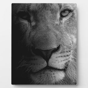 Plaque Photo Noir Blanc Motivation Leadership Lion Portrait