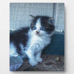 Plaque Photo Noir + Kitten blanc