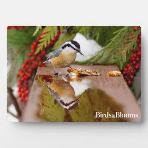 Plaque Photo Nuthatch à poitrine rouge