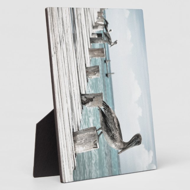 Plaque Photo Océan côtier Pélican (Côté)