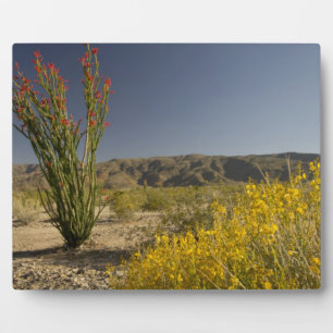 Plaque Photo Ocotillo et senne du désert