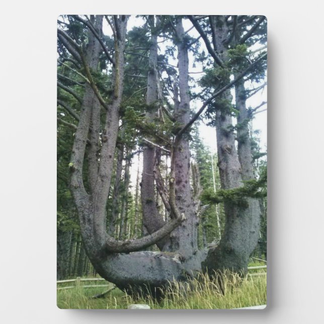 Plaque Photo Octopus Tree, Cape Meares, Oregon (Devant)
