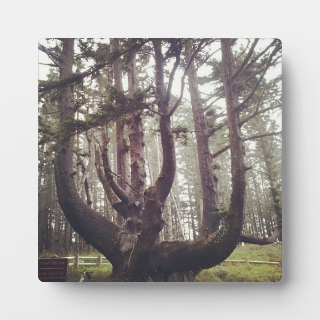 Plaque Photo Octopus Tree, Cape Meares, Oregon (Devant)
