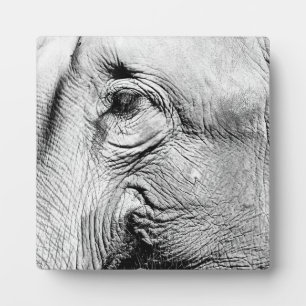 Plaque Photo Oeil des éléphants, 2017