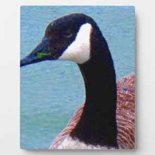 Plaque Photo Oie canadienne sauvage