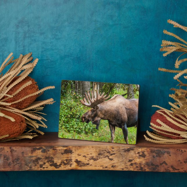 Plaque Photo Oie | Péninsule de Kenai, Alaska (Côté)