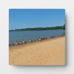 Plaque Photo Oies au lac Silver, Wisconsin