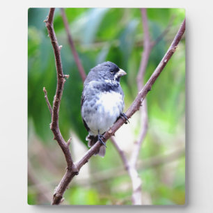 Plaque Photo Oiseau bleu