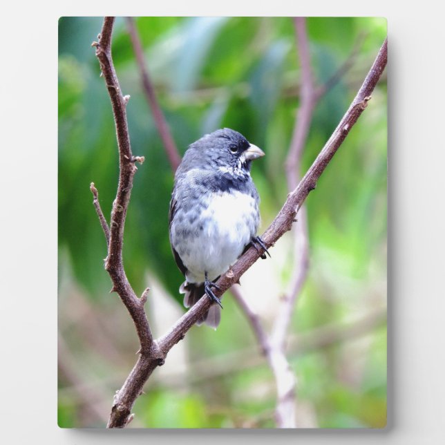 Plaque Photo Oiseau bleu (Devant)