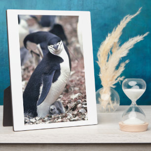 Plaque Photo Oiseau de pingouin mignon animal noir eau blanche