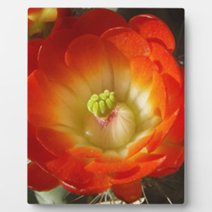 Plaque Photo Orange-Cactus