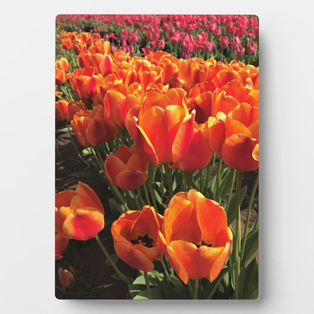 Plaque Photo Orange & Red Tulips (Devant)