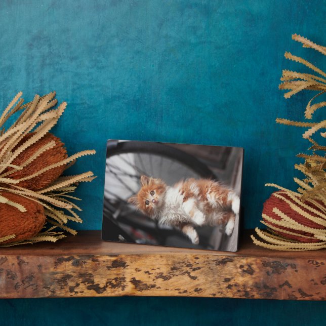 Plaque Photo Orange Tabby Kitten (Côté)
