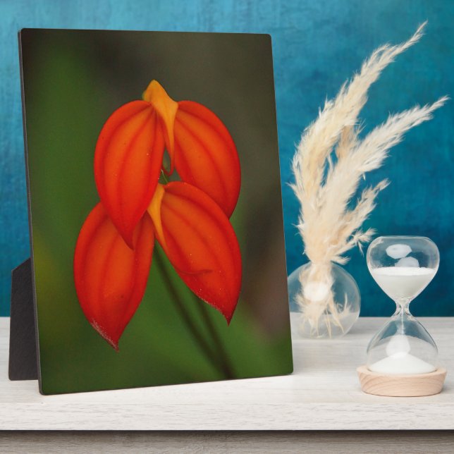 Plaque Photo Orchidée de Masdevallia ignea (Côté)