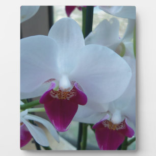 Plaque Photo orchidées blanches et violettes