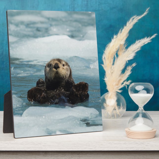 Plaque Photo Otter flottante (Côté)