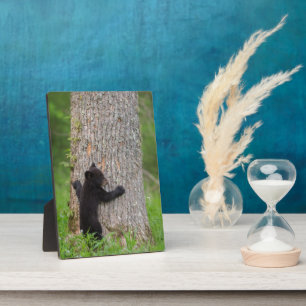 Plaque Photo Ours noir jeune   Grandes Montagnes fumantes