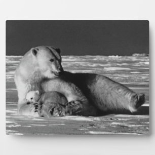 Plaque Photo Ours polaire mère Vintage USA Alaska 1970