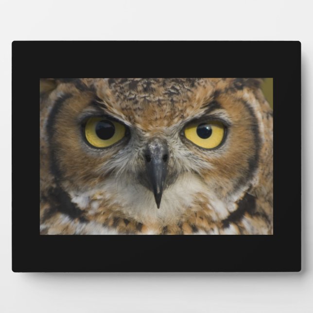 Plaque Photo Owl Eyes (Devant)
