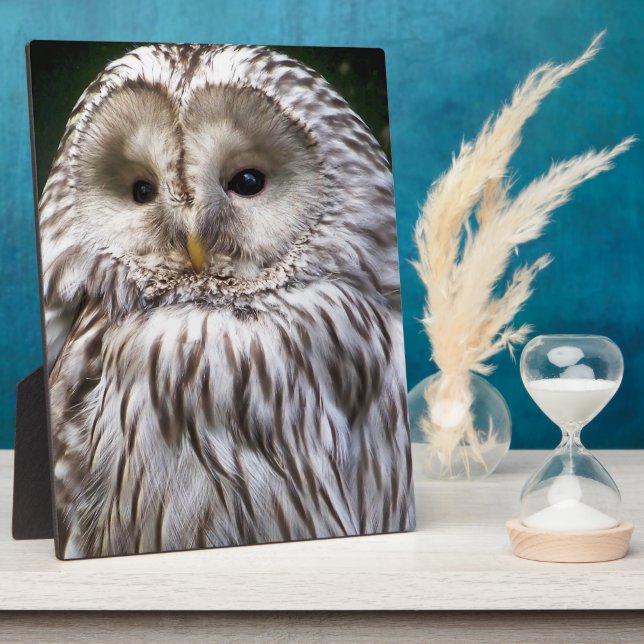 PLAQUE PHOTO OWLS (Côté)