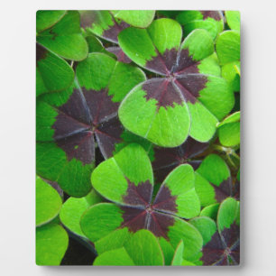 Plaque Photo Oxalis Feuille - Rouge et vert