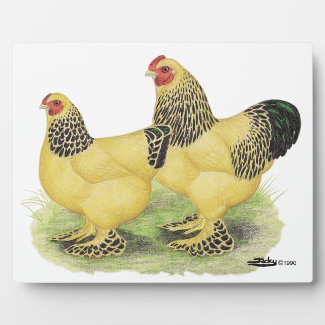 Plaque Photo Paire Brahma Buff (Devant)