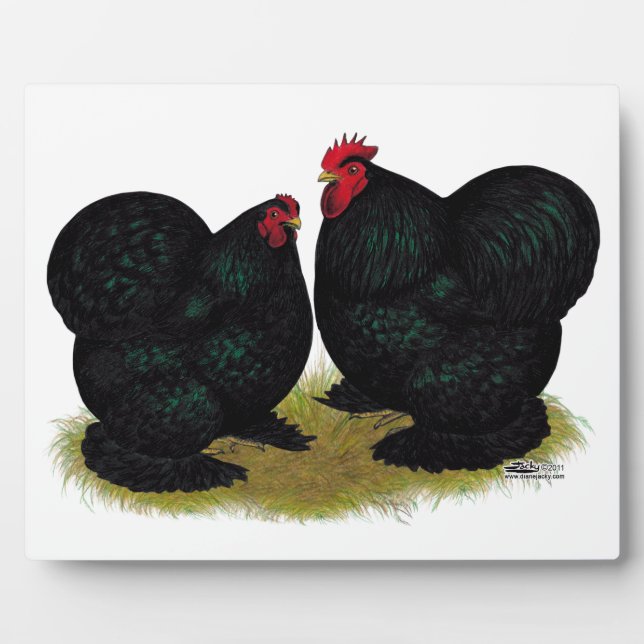 Plaque Photo Paire de Cochins Black Bantam (Devant)