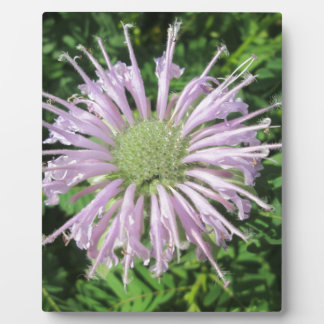 Plaque Photo Palme d'abeille violette