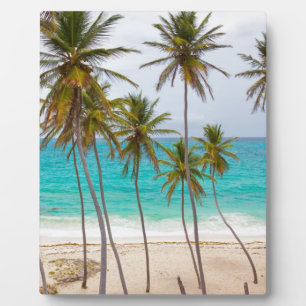 Plaque Photo Palmiers de la plage