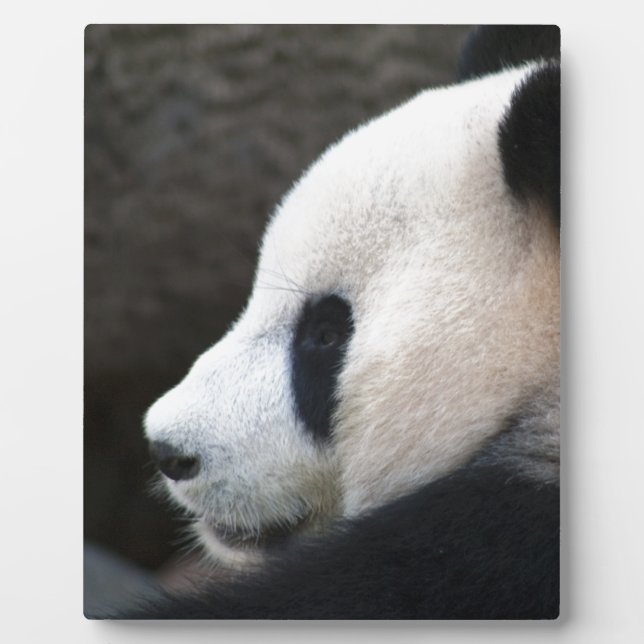 Plaque Photo Panda Bear Hugs (Devant)