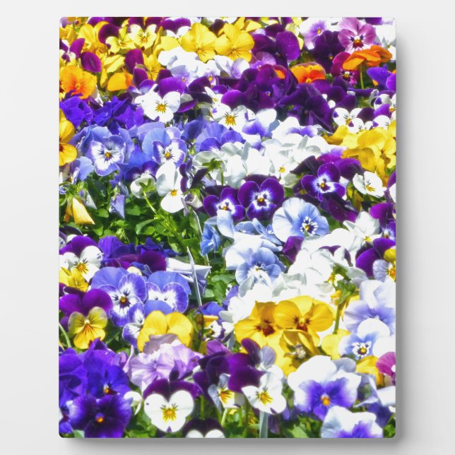 Plaque Photo Pansies (Devant)