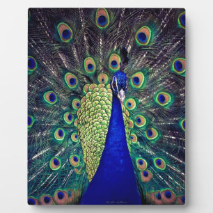 Plaque Photo Paon bleu cobalt